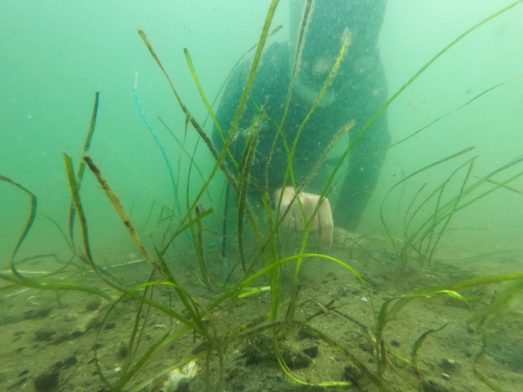 Dykker på bunden af Odense Fjord undersøger plantelivet